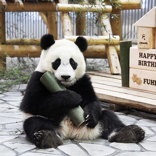 アドベンチャーワールド公式オンラインショップ