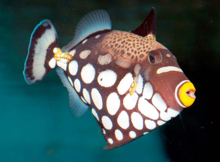 9＞モンガラカワハギ 頭がよくて美しい魚｜愛媛新聞ONLINE