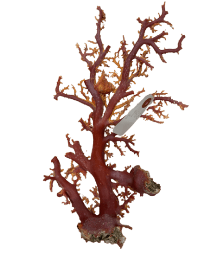 血赤珊瑚買取 | 骨董品買取専門の古美術永澤