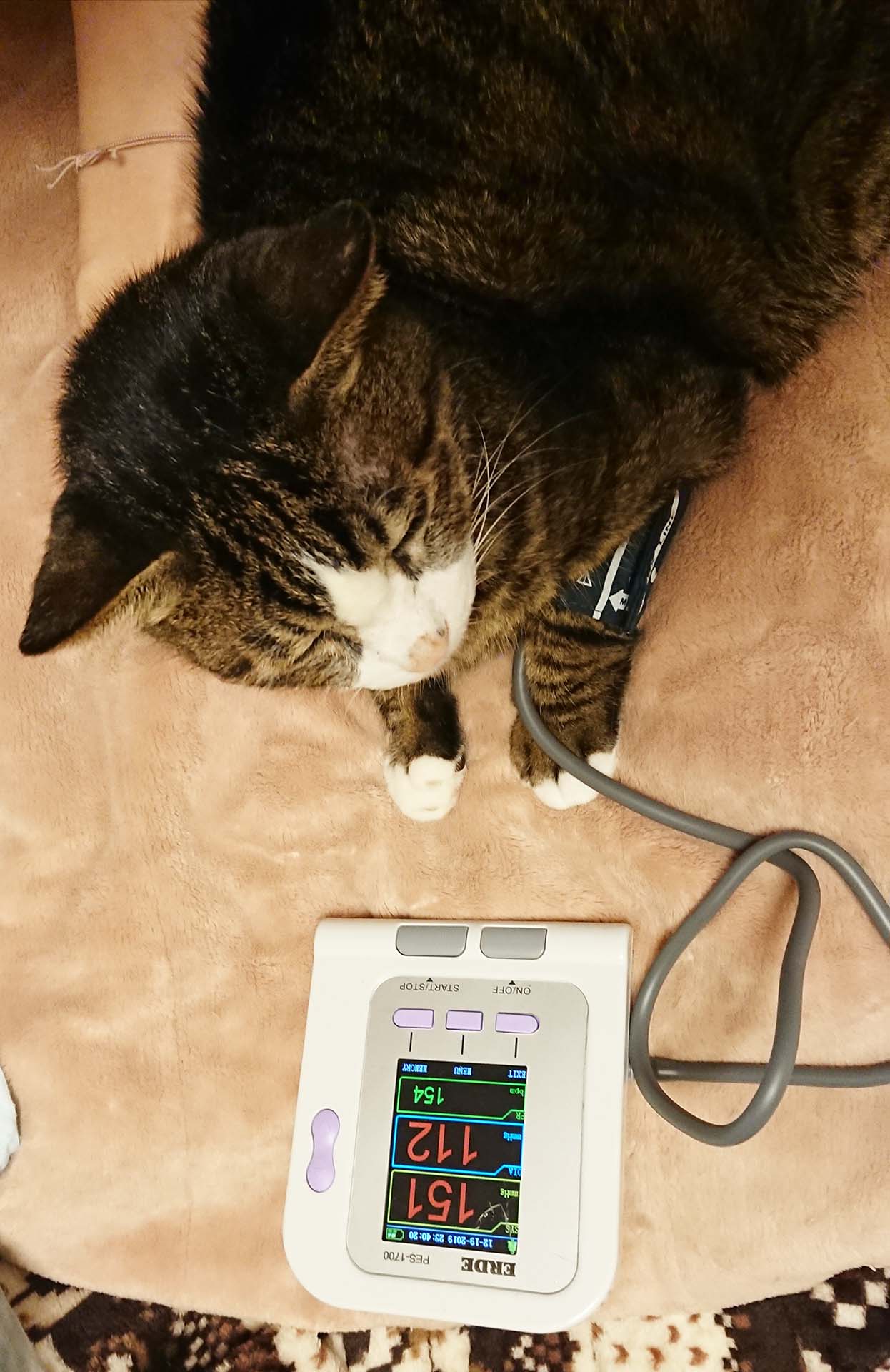 エルデ ペットの血圧計 / TOPページ