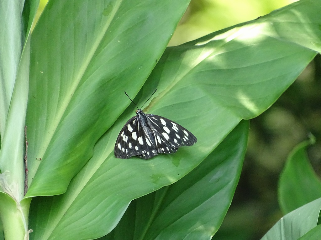 ゴマダラチョウ（胡麻斑蝶） - ［公式］水前寺江津湖公園｜熊本市の