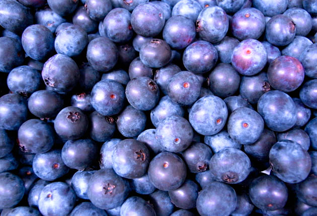 エザワフルーツランドについて ブルーベリーの品種（ラビットアイ種