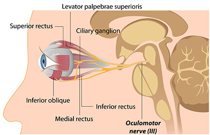 Oculomotor Dysfunction Plymouth | Eye Exam Minnetonka | Four Seasons