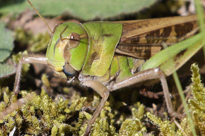 昆虫シリーズ35 バッタの仲間 | あきた森づくり活動サポートセンター