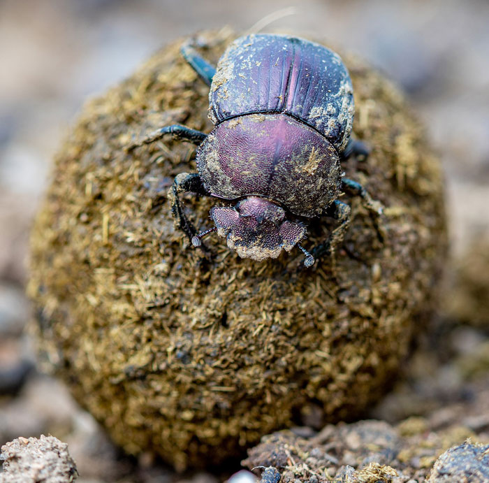 昆虫シリーズ39 糞虫の仲間 | あきた森づくり活動サポートセンター