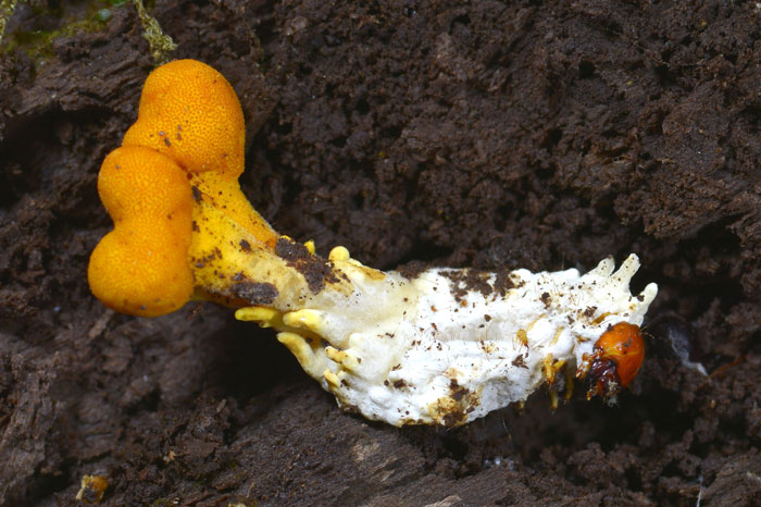 昆虫シリーズ69 冬虫夏草、キノコにつく虫 | あきた森づくり活動