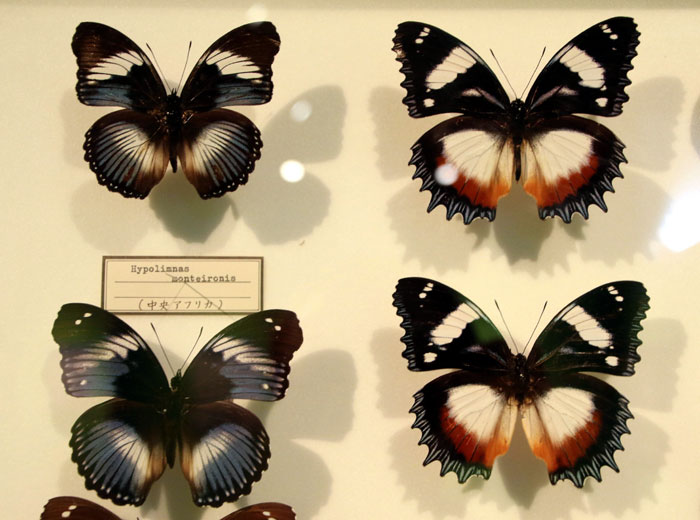 昆虫シリーズ73 世界の昆虫② 世界のチョウその2 | あきた森づくり活動