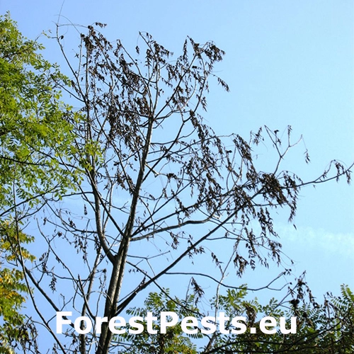 Geosmithia morbida / Thousand cankers disease