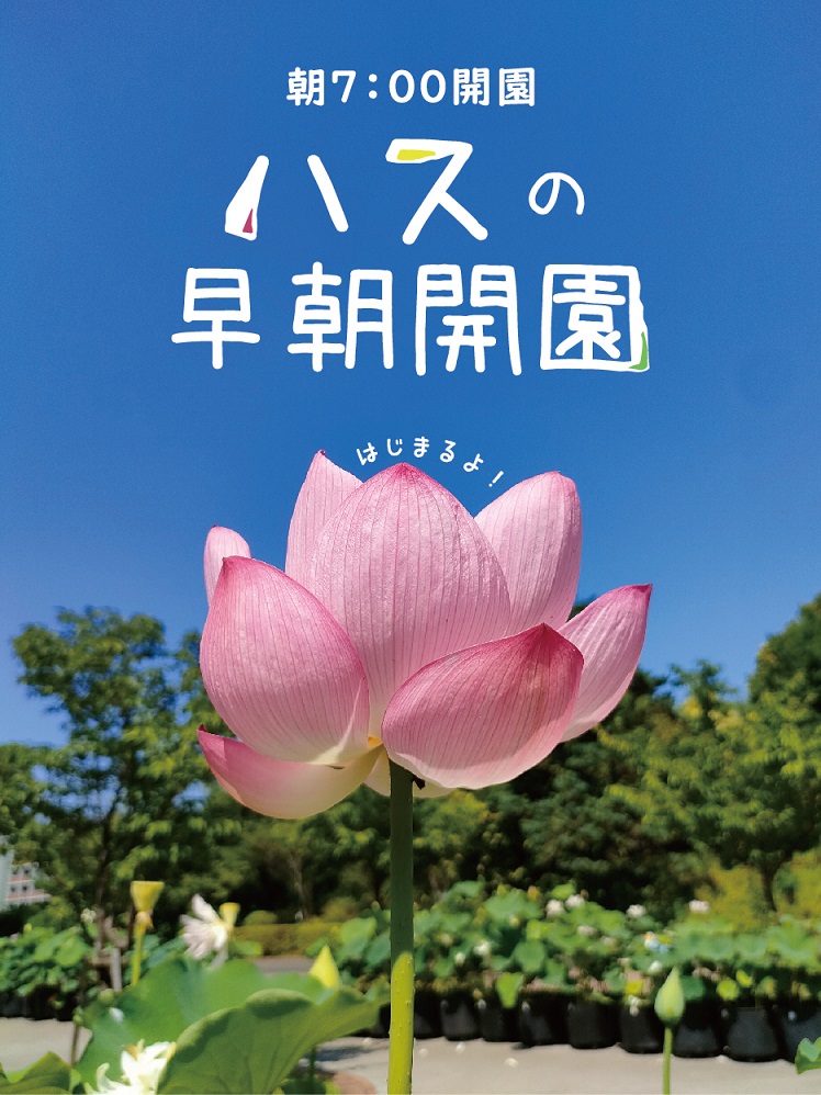 Let's ハス活♪ | 開花情報 | 神奈川県立大船フラワーセンター