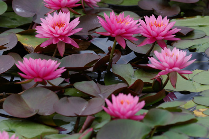 睡蓮（スイレン）ができるまで】 泥がいっぱいの生産現場から