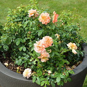 All Roses – Faddegon's Nursery