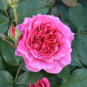 All Roses – Faddegon's Nursery