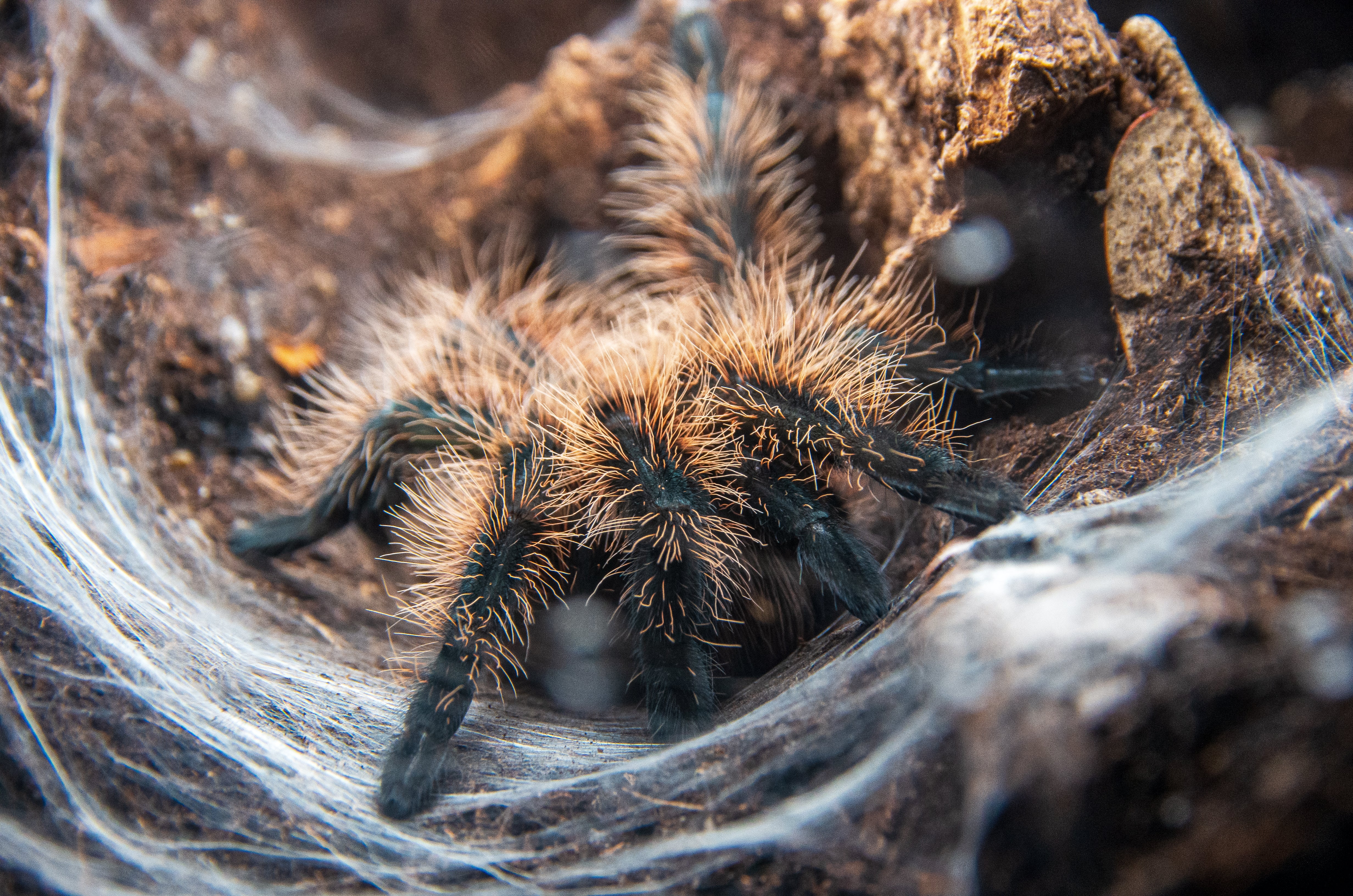 New World Tarantulas
