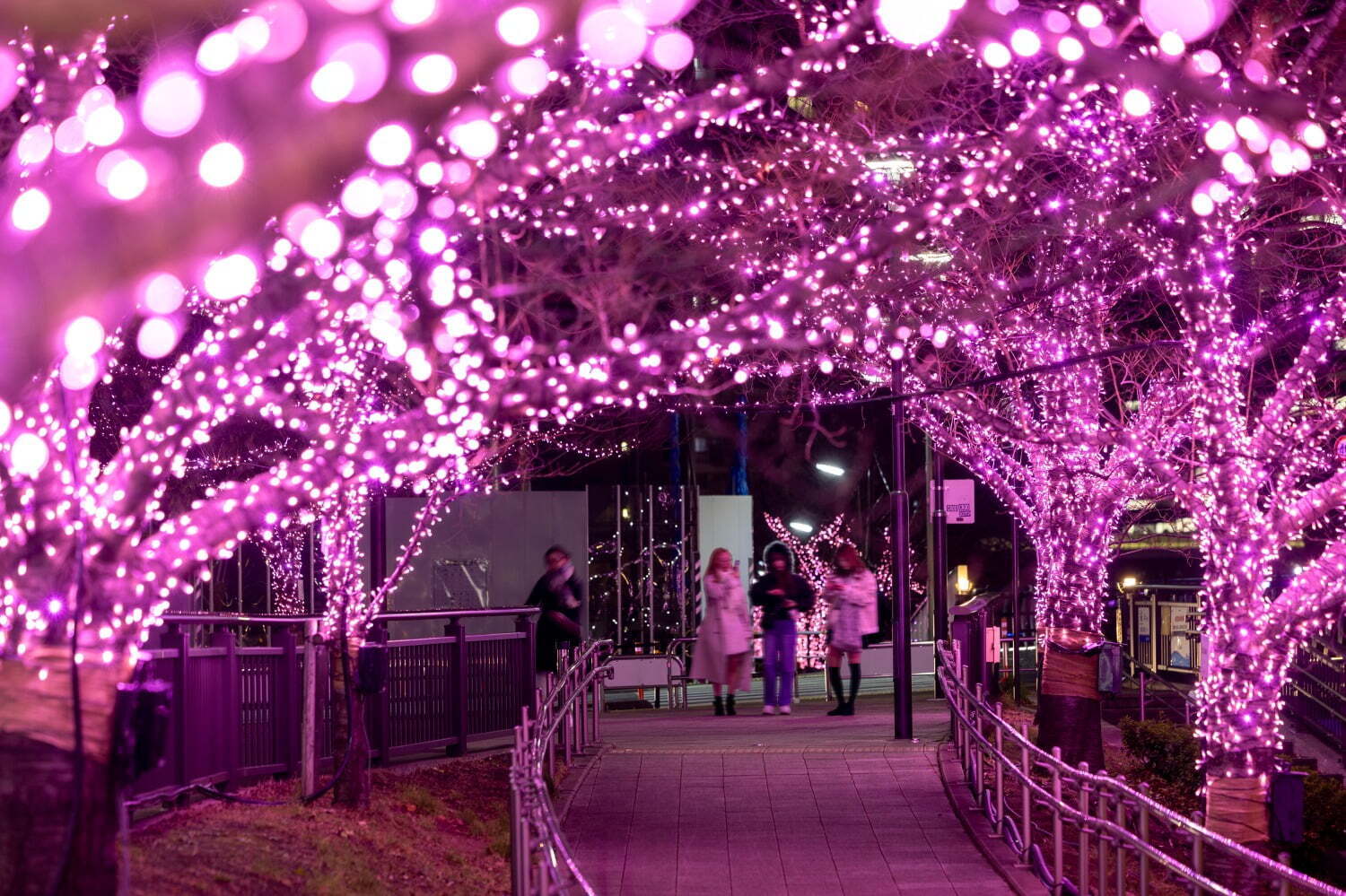 目黒川みんなのイルミネーション2024」“冬の桜”輝く光の空間、桜色に