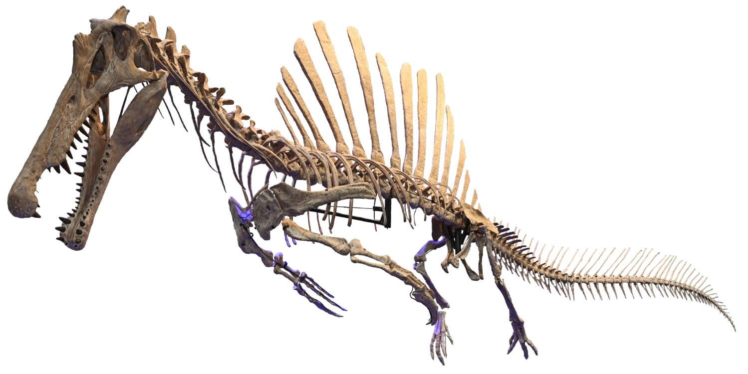 獣脚類2025」14mスピノサウルスを日本初公開＆肉食恐竜の進化史を辿る