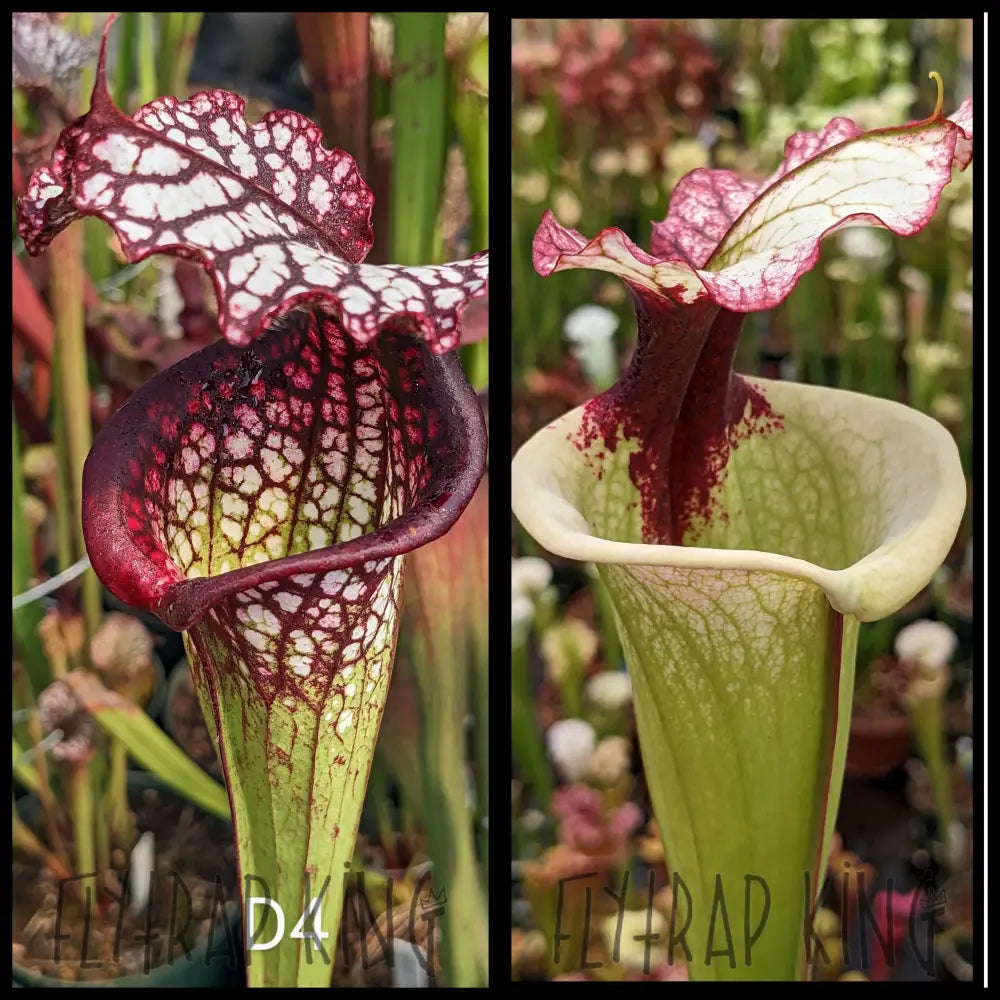 Sarracenia (