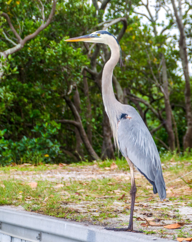 Great-Blue-Heron.jpg