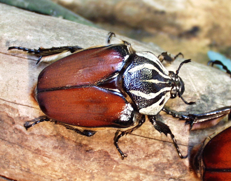 Flower Beetles - Goliathus :: ..