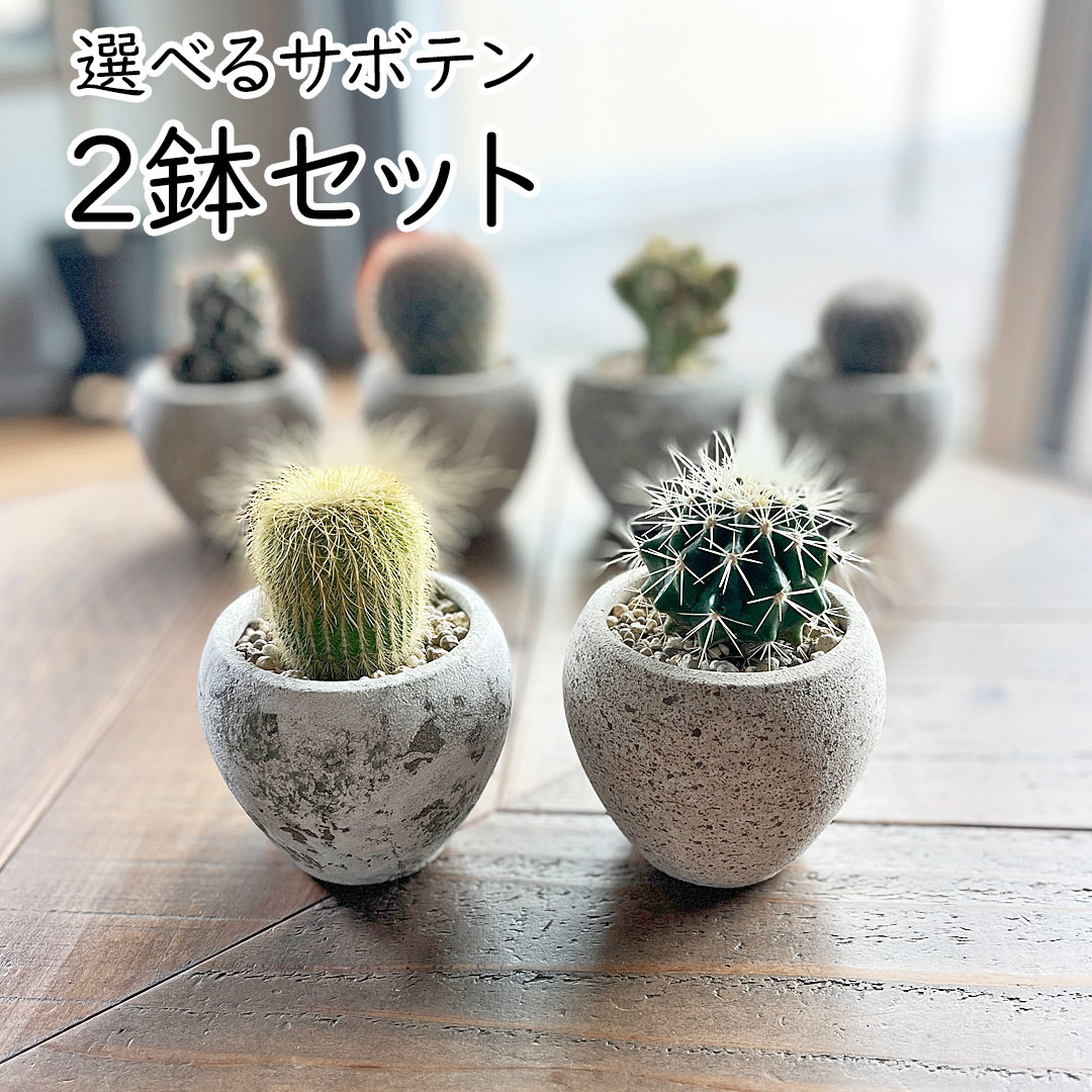 観葉植物の販売・ギフトならフラワーコーポレーション / サボテン 陶器