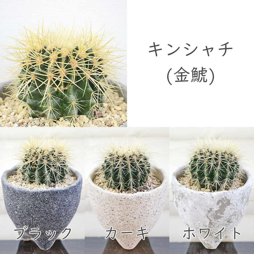 観葉植物の販売・ギフトならフラワーコーポレーション / サボテン