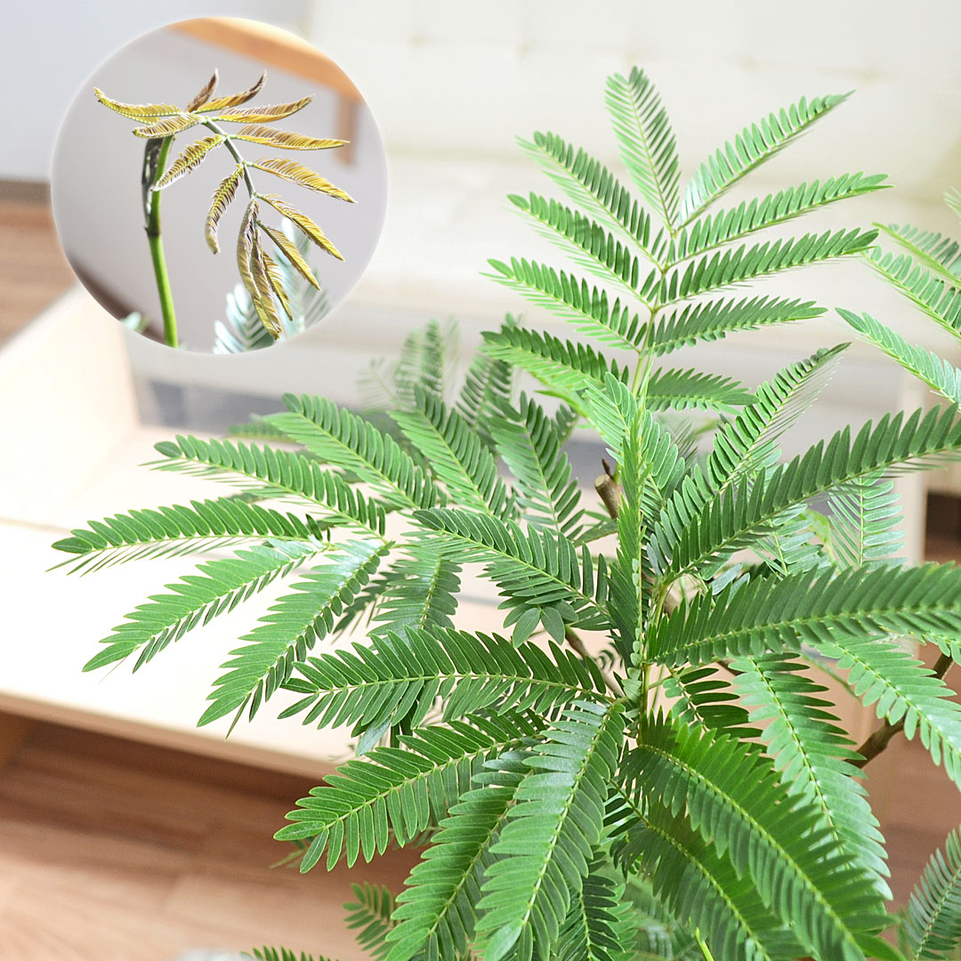 観葉植物の販売・ギフトならフラワーコーポレーション / 観葉植物