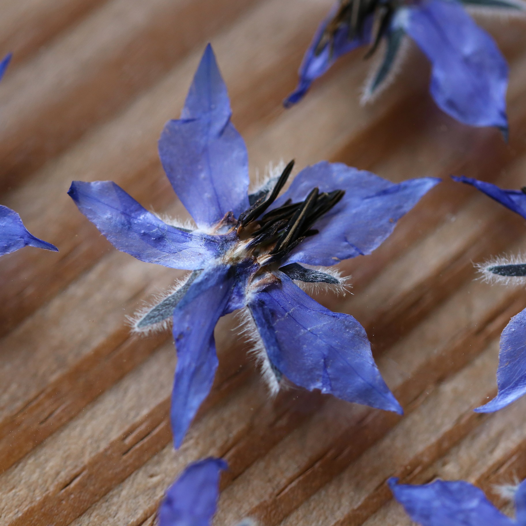 国産 食用花 ビオラ ホール 混合 かわいいハーブのギフトが見つかるお