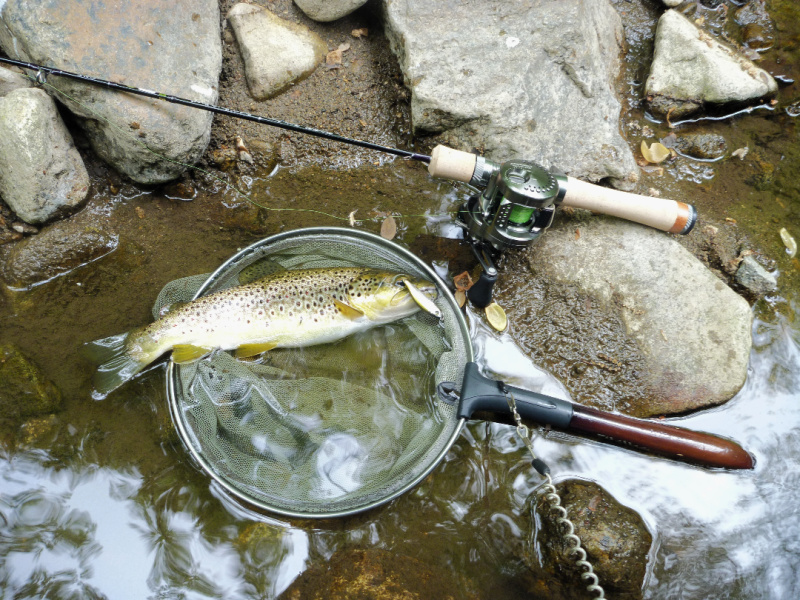 Tenryu Rayz Spectra RZS51LL-BC