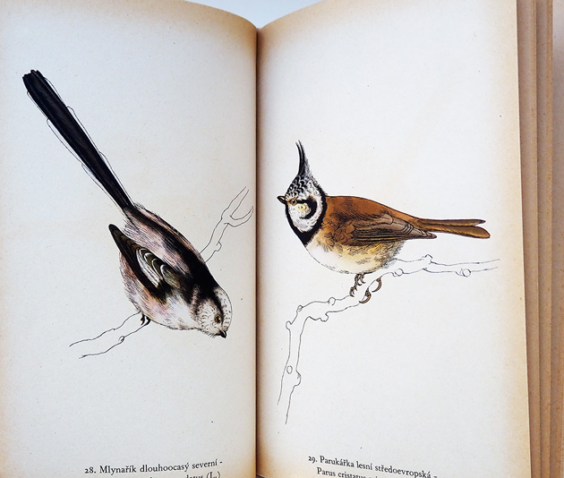 Ptaci / チェコ絵本のフィネサ・ブックス