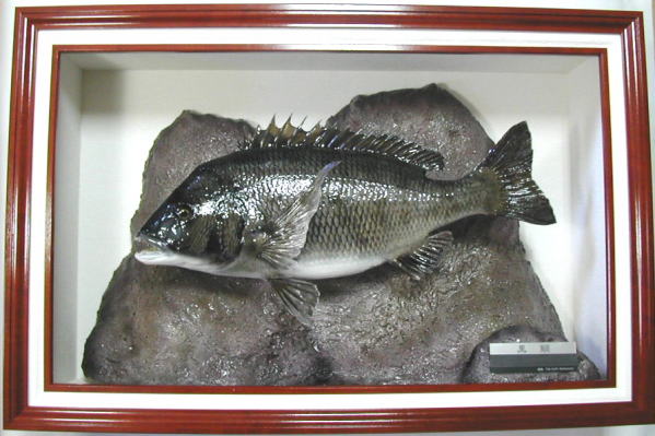 黒鯛剥製【魚類剥製工房フィッシュクラフトマツモト】