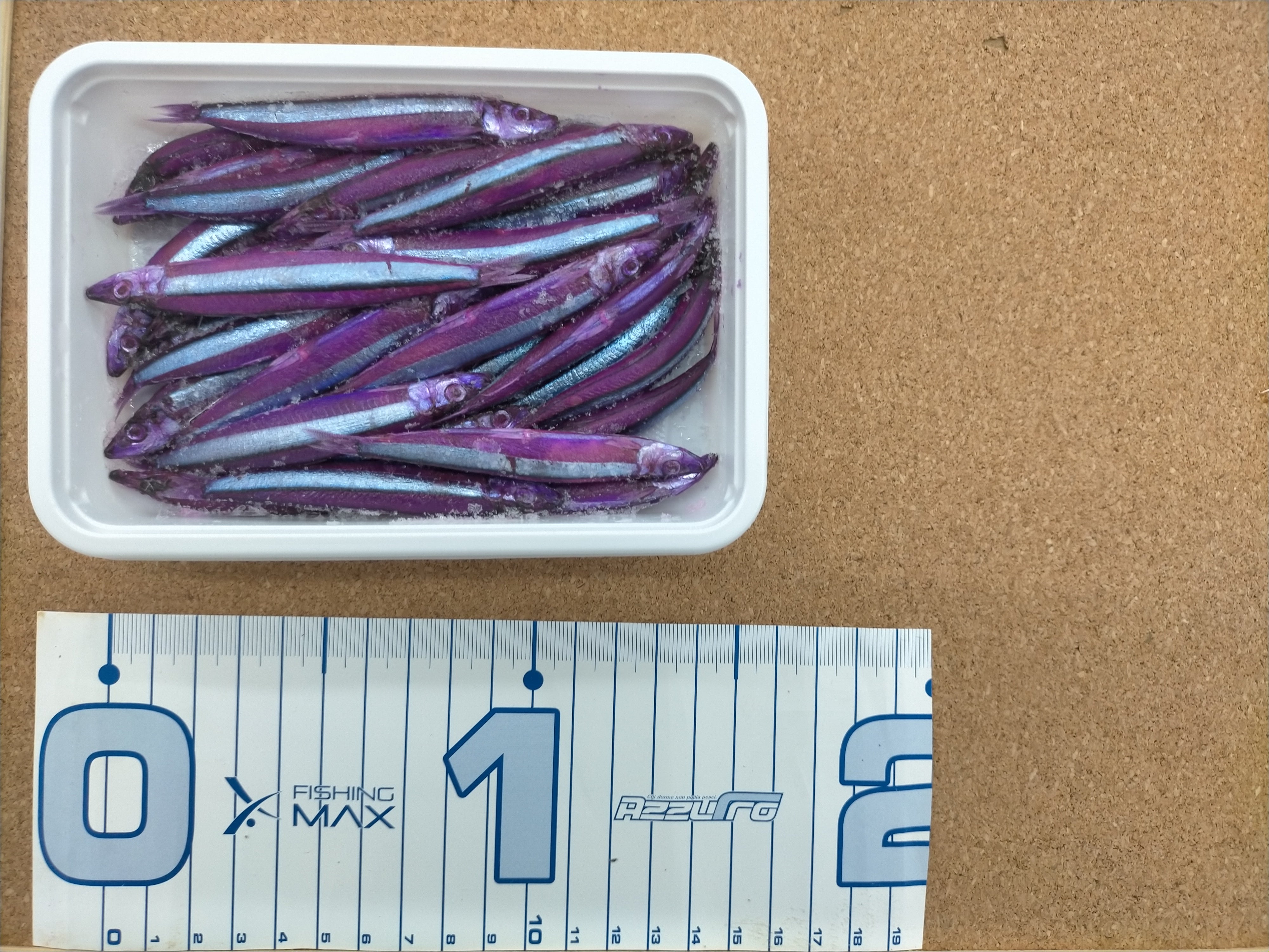 紫キビナゴ（パープルキビナゴ） – フィッシングマックス WEBSHOP