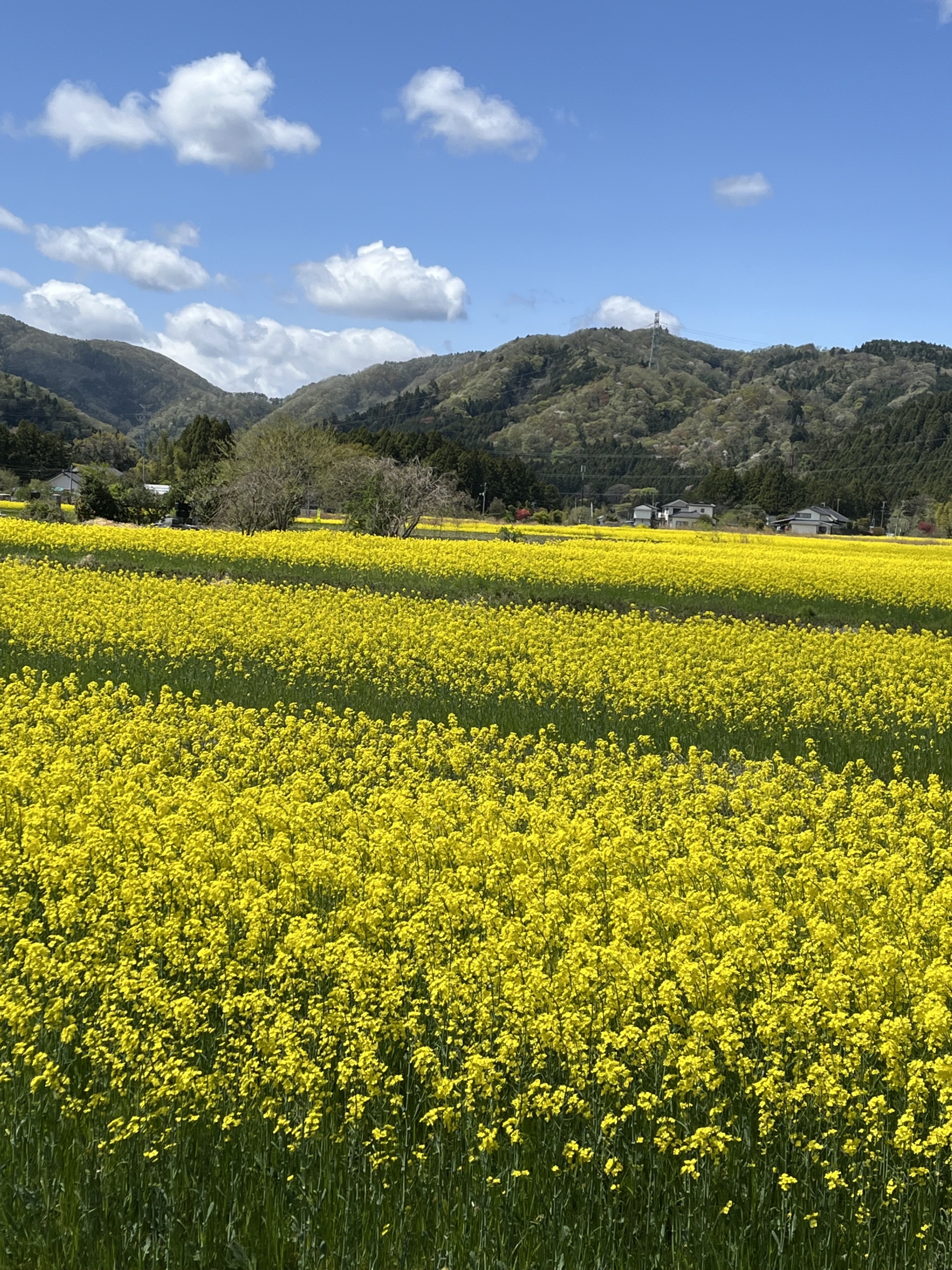 富岡町）小さな黄色の花達！富岡町の菜の花畑をご紹介 | 公益社団法人