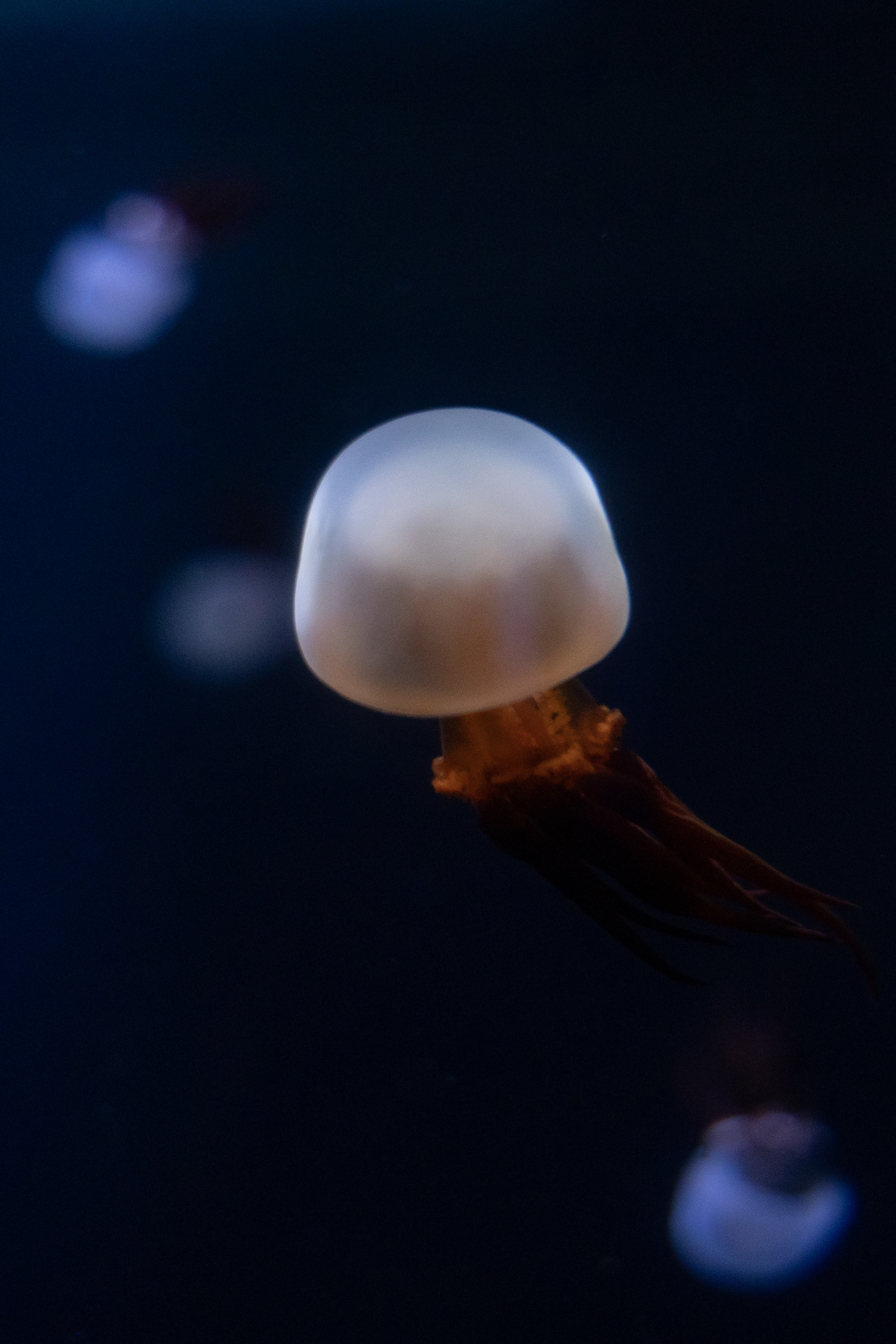 おめでとうえのすい20周年】「クラゲの魅力は刺すところ」クラゲ担当