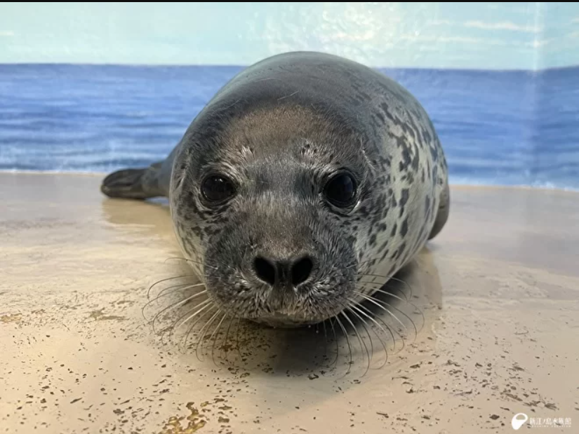 えのすい”で初めて誕生したゴマフアザラシ 愛称は「ココア」に決定