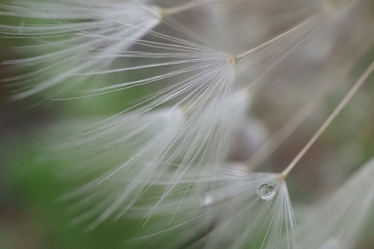 OLYMPUS M.ZUIKO DIGITAL ED 30mm F3.5 Macro 実写レビュー
