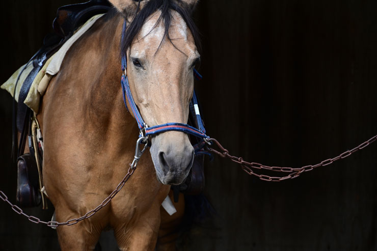 TAMRON 70-300mm F/4.5-6.3 Di III RXD A047 ニコンZ用 実写レビュー