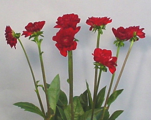 ダリア｜フラワーカタログ｜フレネットHIBIYA