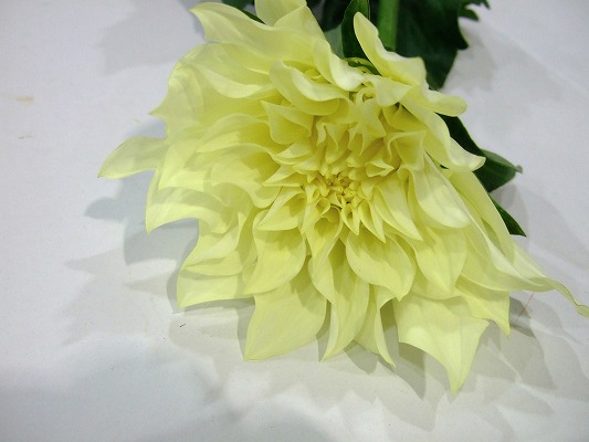 ダリア｜フラワーカタログ｜フレネットHIBIYA