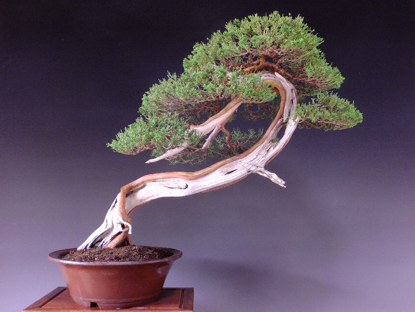 真柏 盆栽 (創作盆栽) 盆栽 真柏（創作盆栽）シャリ幹山取り真柏 鉢底