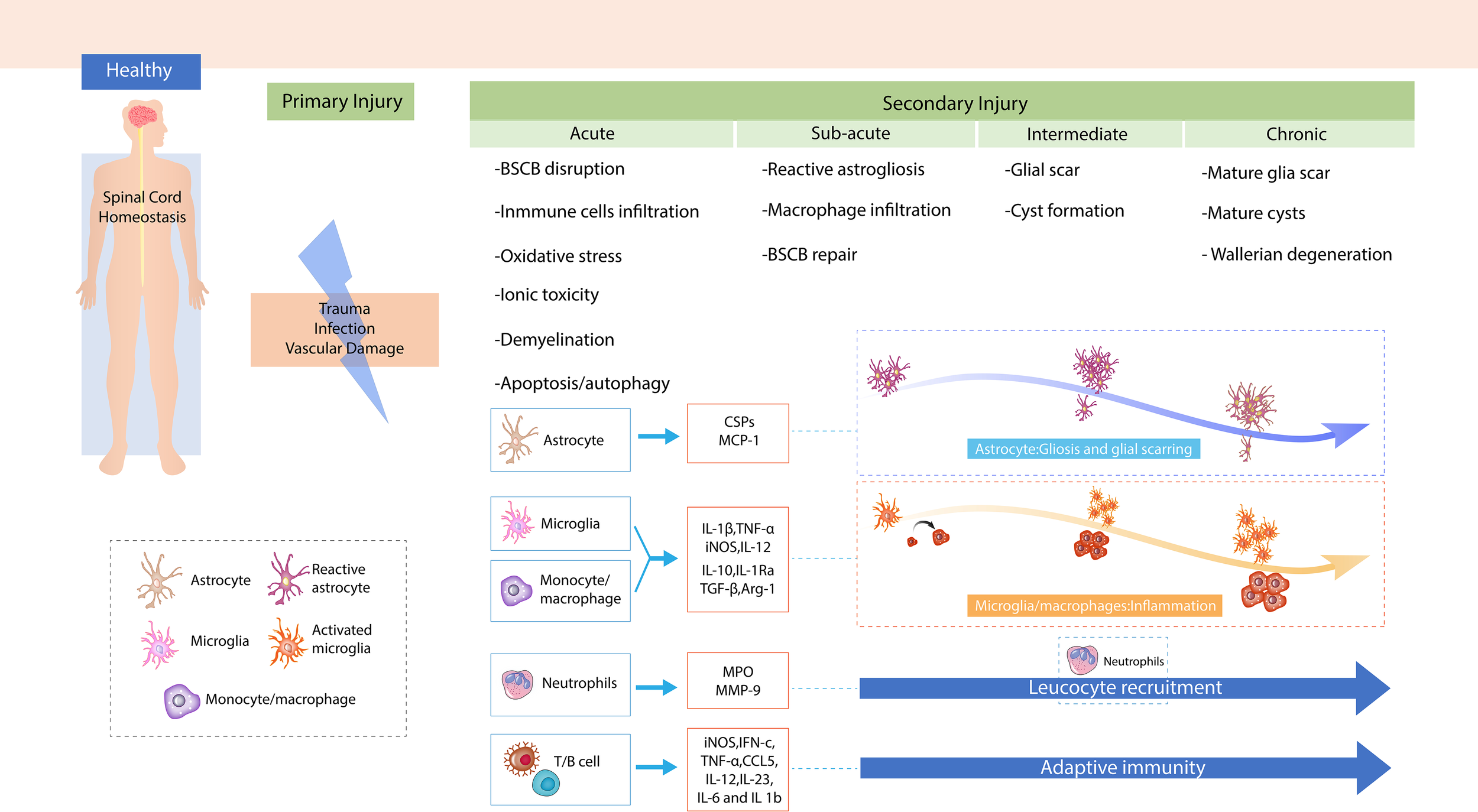 Frontiers | The role of immune cells and associated immunological