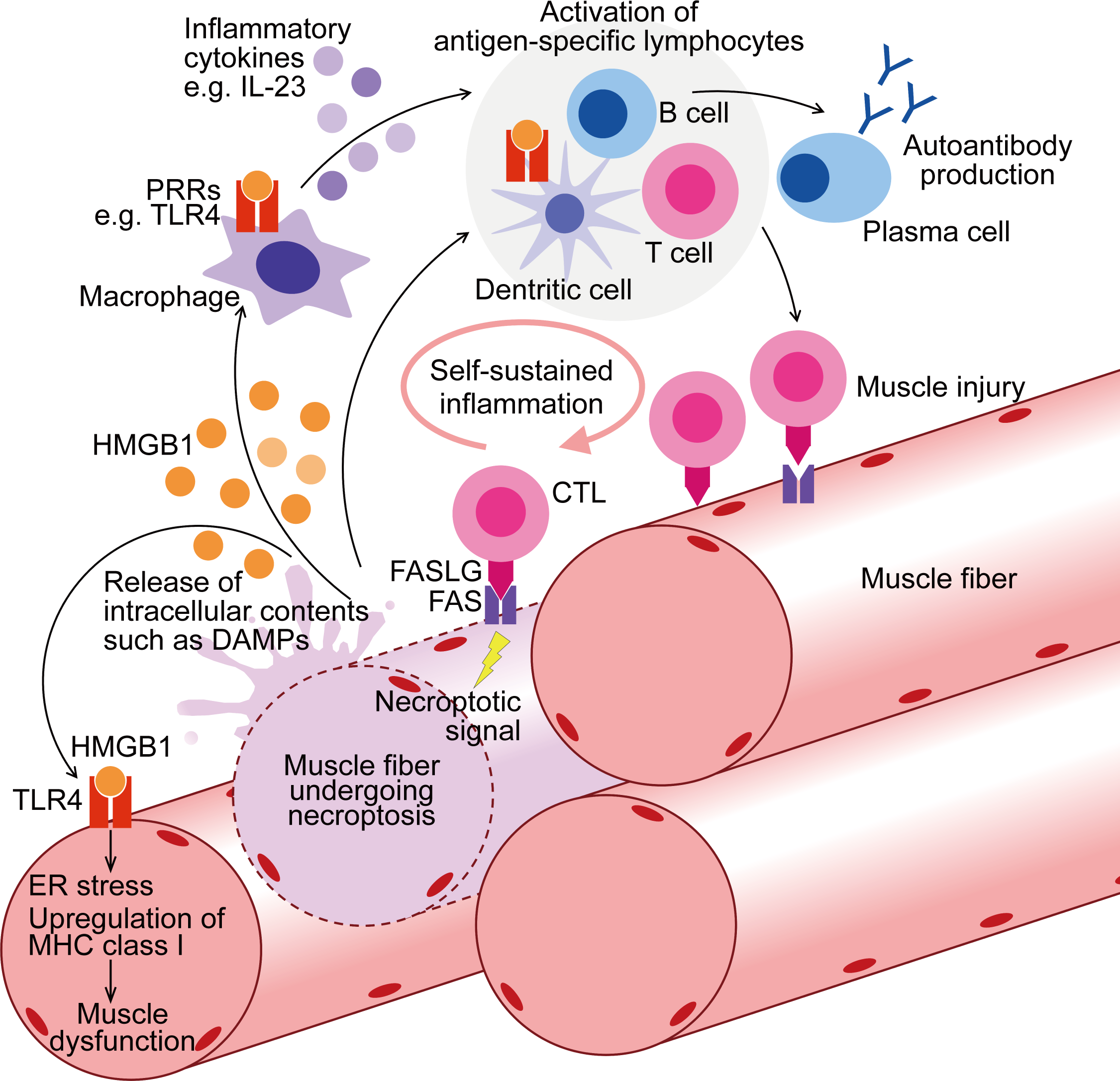 Frontiers | Muscle fiber necroptosis in pathophysiology of