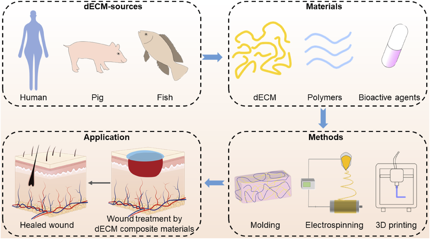 Frontiers | Recent advances in fabrication of dECM-based composite