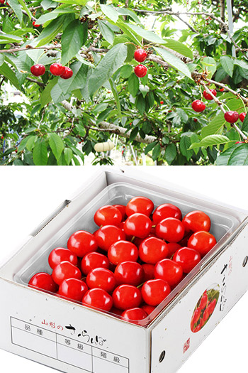 ジェイエイてんどうフーズ（くだもの） 山形県産佐藤錦 くだもの | G