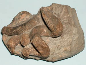 ユーボストリコセラス