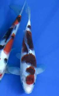 Tri-State ZNA Koi Show - Kodama Koi Garden