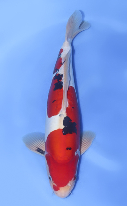 View High Quality Koi Available from Kodama Koi Farm