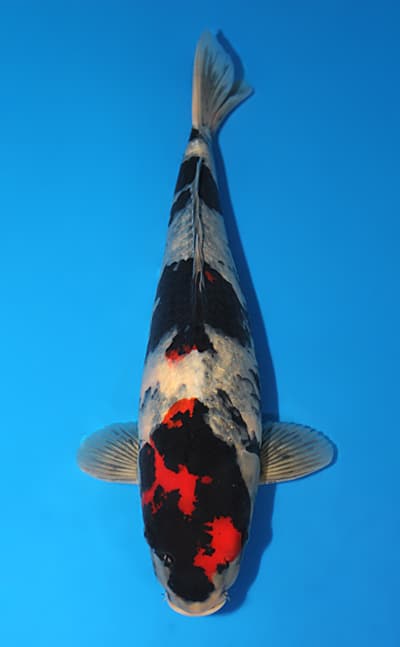 Dainichi Special Auction Archives - Kodama Koi Farm