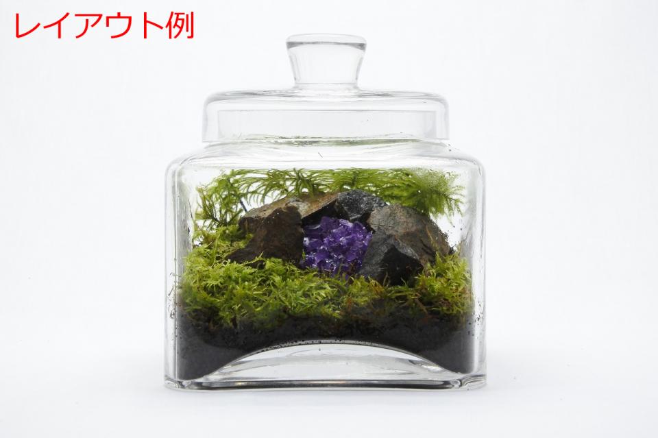 コウヤノマンネングサ 5本入り｜苔（コケ）のインテリア コケリウム