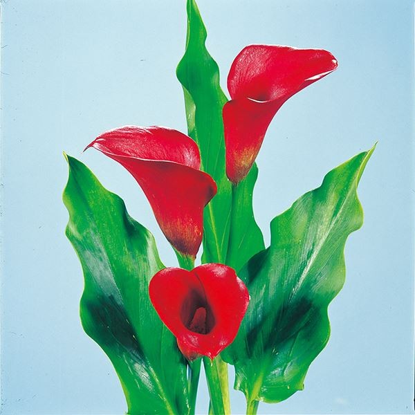 国華園オンラインショップ / 春植え球根 カラー 畑地性カラー人気色