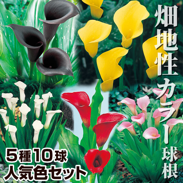 国華園オンラインショップ / 春植え球根 カラー 畑地性カラー人気色