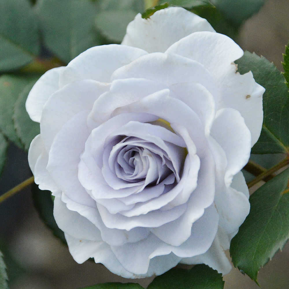 国華園オンラインショップ / バラ苗